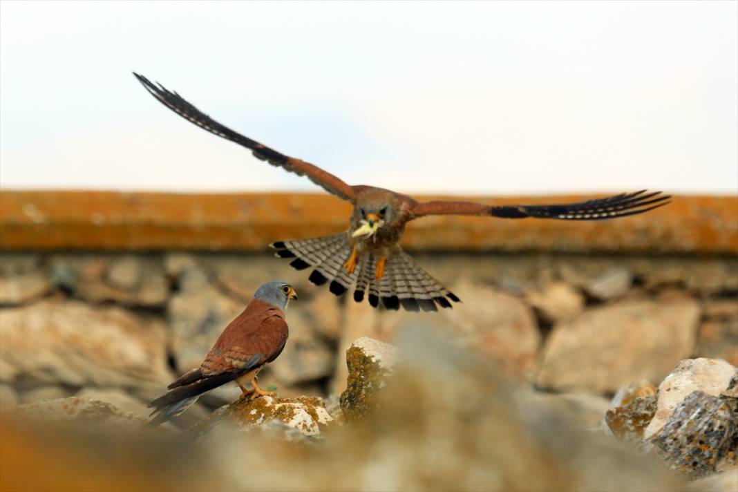 Konya’nın yırtıcı savaşçıları iş başında! Çiftçilerin doğal müttefiki 3